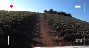 vineyards_drone_shot_recording